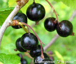 Смородина черная "Грация"