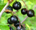 Смородина черная "Грация"
