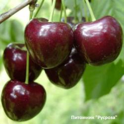 Черешня "Карина"