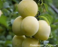 Слива "Голден Плумза"