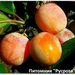 Слива "Байрон Голд"