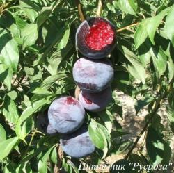 Слива "Блэк Сплендор"