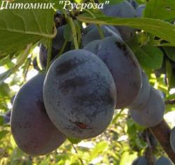 Слива "Блюфри"