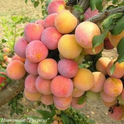 Слива "Октобер Сан"