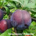 Слива "Дофи Сандра"