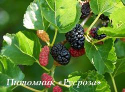 Шелковица черная (Morus nigra)