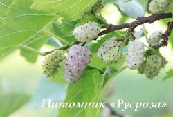 Шелковица белая (Morus alba)