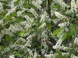 Черемуха виргинская (Рadus virginiana)