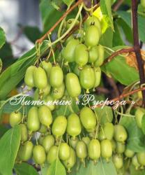 Актинидия аргута Иссаи (Actinidia arguta Issai)