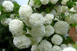 Калина "Буль Де Неж" или "Розеум" (Viburnum opulus "Roseum")