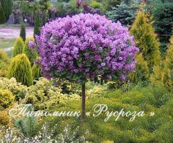 Сирень Мейера (Syringa Meyeri) "Palibin, 1909" (Палибин, 1909)