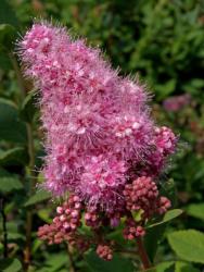 Спирея иволистная (Spiraea salicifolia)