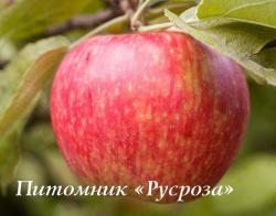 Яблоня "Медовый хруст" (Honey Crisp)