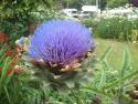 Артишок (Cynara scolymus)