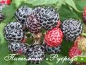 Ежемалина черная Rubus Idaeus Black × Rubus fruticosus "Cumberland" (Кумберленд)