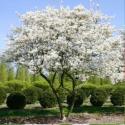 Ирга "Amelanchier lamarckii" (Ламарка)