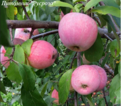 Яблоня "Память Ульянищева"
