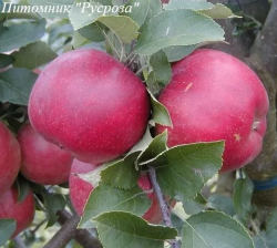 Яблоня колоновидная "Райка"