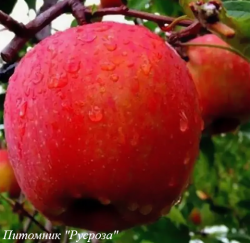 Яблоня "Секан Ши"