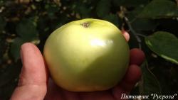 Яблоня "Матрешка" (без семян)