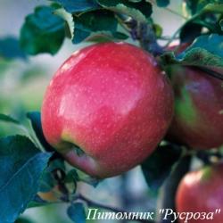 Яблоня "Розочка"