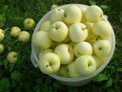 Яблоня "Белый налив"