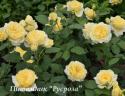 TETE D'OR (SUNLIGHT ROMANTICA) (Тэт Д’Ор)