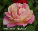 ROSE DES CISTERCIENS (Роз де Систерсьен)