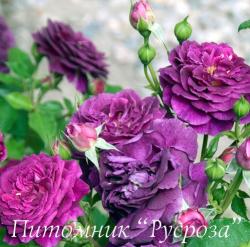 PURPLE EDEN (Пёпл Идэн)