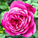 JOHANN WOLFGANG VON GOETHE ROSE (TAN04179) (Иоганн Вольфганг фон Гёте Роуз)