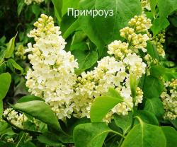 Сирень "Примроуз" (Primrose) (Маарс, 1949) крупномер