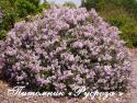 Сирень Мейера (Syringa Meyeri) "Palibin, 1909" (Палибин, 1909)