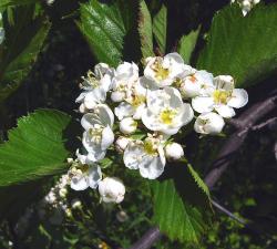 Боярышник крупноколючковый (Crataegus macracantha)