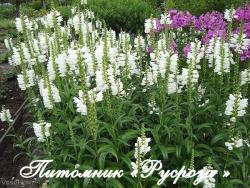 Физостегия виргинская "Miss Manners" (Physostegia virginiana)