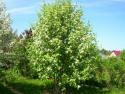 Боярышник крупноколючковый (Crataegus macracantha)