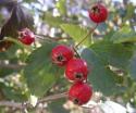 Боярышник крупноколючковый (Crataegus macracantha)