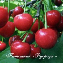 Дюк "Превосходная Веньяминова"