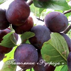 Слива "Этюд" КРУПНОМЕР 7-8 лет