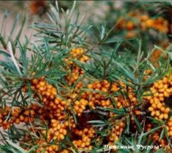 Облепиха "Витаминная"