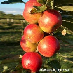 Яблоня колоновидная "Баргузин"