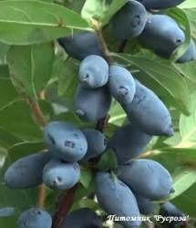 Жимолость "Бореал Близзард"