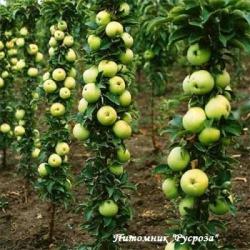 Яблоня колоновидная "Болеро"