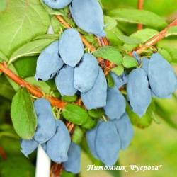 Жимолость "Бореал Бест"