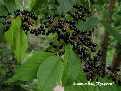 Черемуха "Черный блеск"
