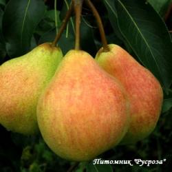 Груша "Любимица Клаппа"