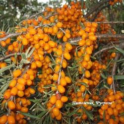 Облепиха "Дар МГУ"