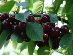Дюк многосортовой КРУПНОМЕР 7-8 лет