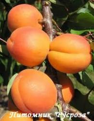 Абрикос "Фаворит" КРУПНОМЕР 7-8 лет