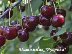 Вишня "Гирлянда"