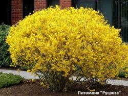 Форзиция средняя "Голдрауш" (Forsythia intermedia "Goldrausсh")